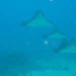 Spotted-Eagle-Rays